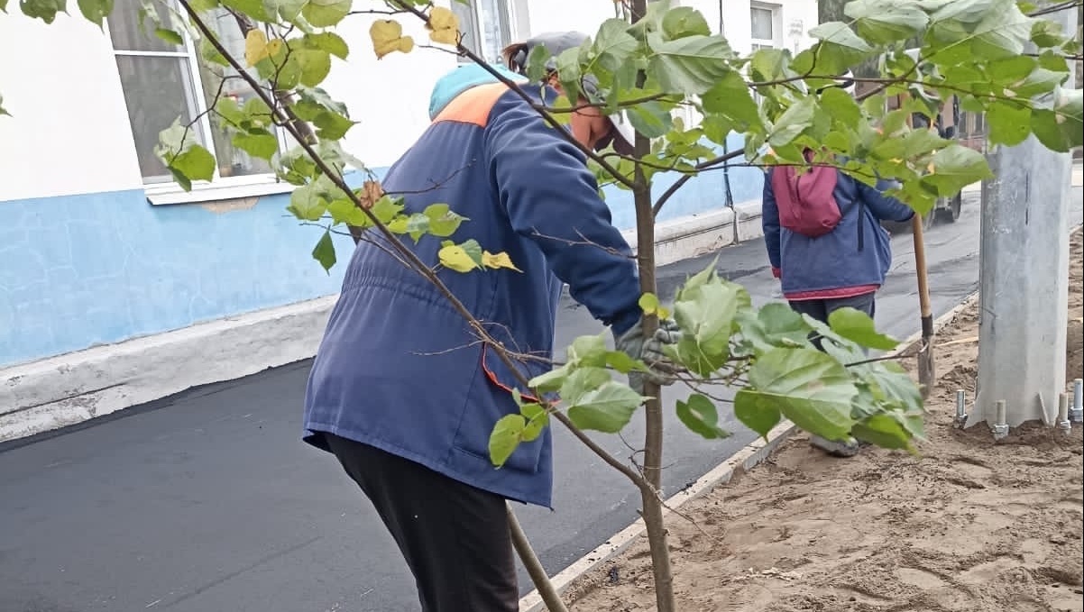 Вдоль дороги по улице Карла Маркса в Йошкар-Оле высадили липы