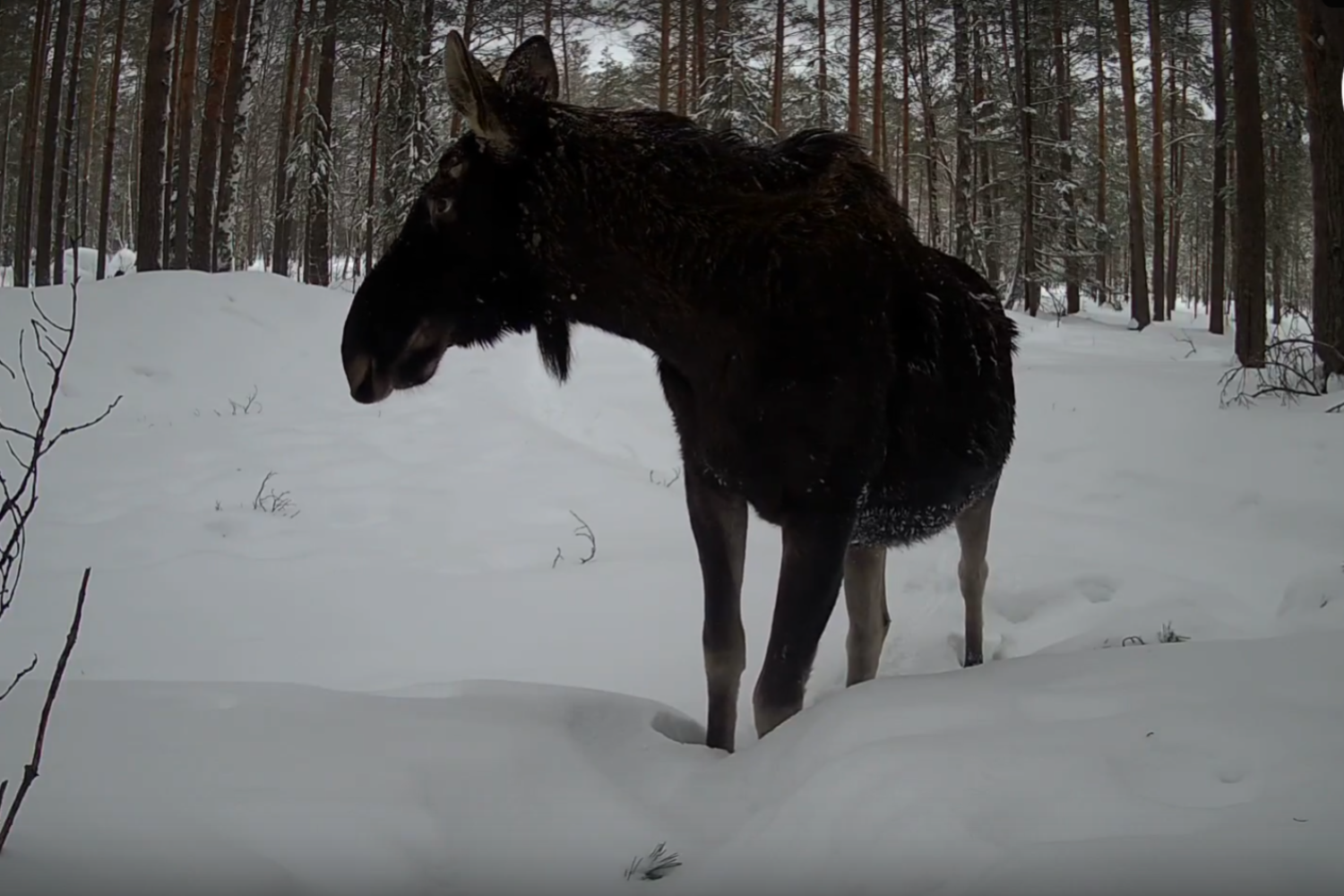 Животные Марий Эл научились позировать перед камерами