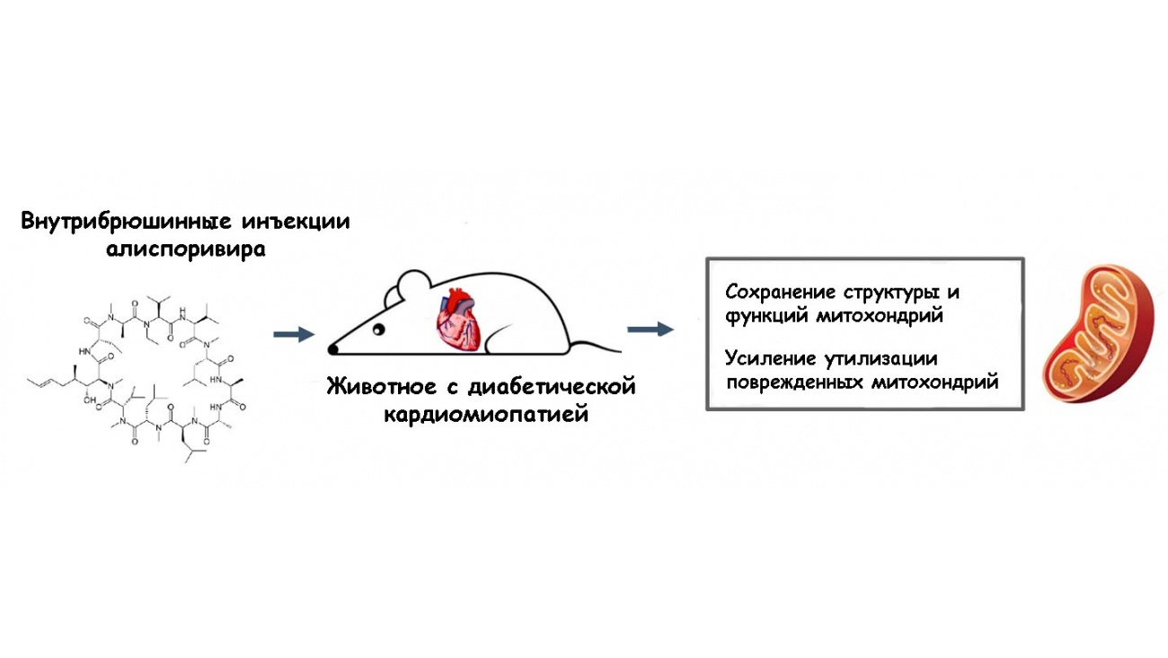 Приоритет-2030: Ученые МарГУ и ИТЭБ РАН предложили новый препарат для лечения сахарного диабета и его осложнений
