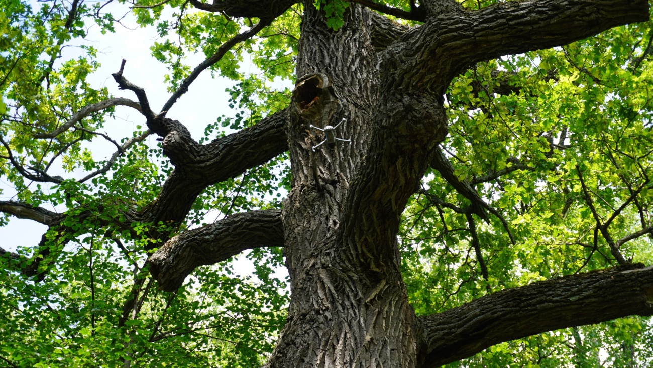 В объектив программы «Непутевые заметки» в Марий Эл попал дуб Пугачёва