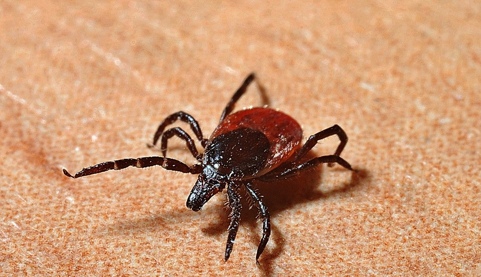 За неделю от укусов клещей в Марий Эл пострадали 43 ребёнка