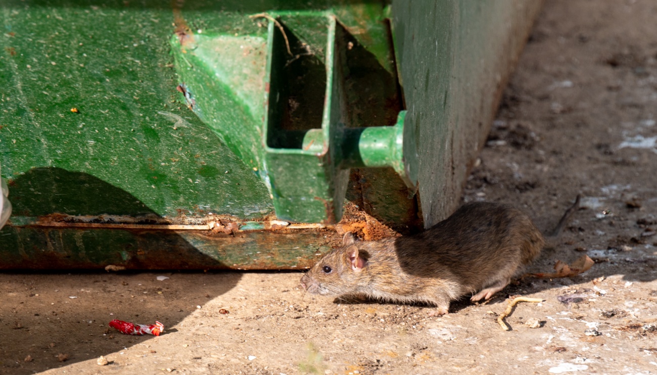 В Марий Эл в 2022 году зарегистрировано 98 случаев «мышиной лихорадки»