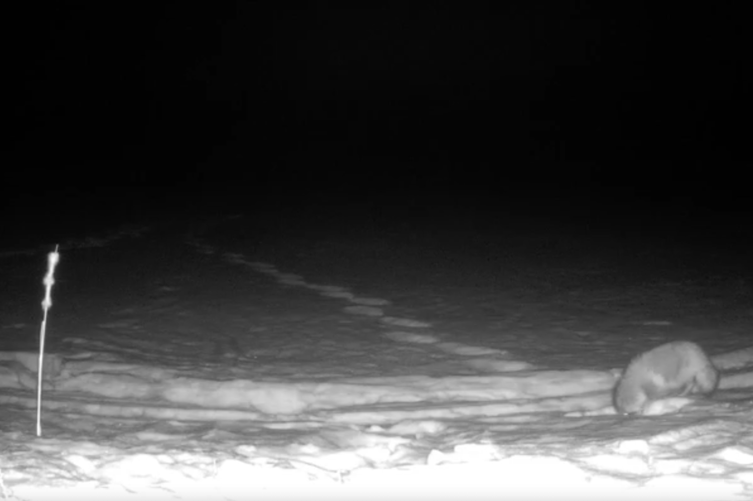 В марийскую тайгу завезли зверя с Дальнего Востока