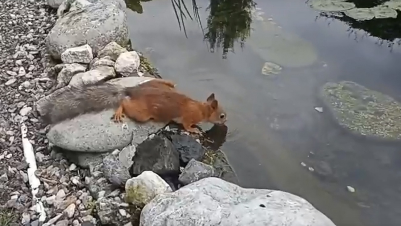 Пруд в Ботсаду Йошкар-Олы стал местом притяжения для лесных обитателей