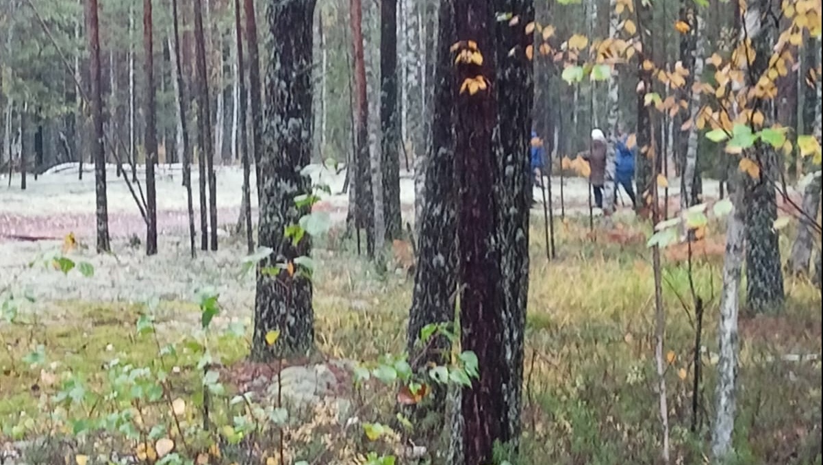 В лесах Килемарского района сутки искали пропавшую женщину