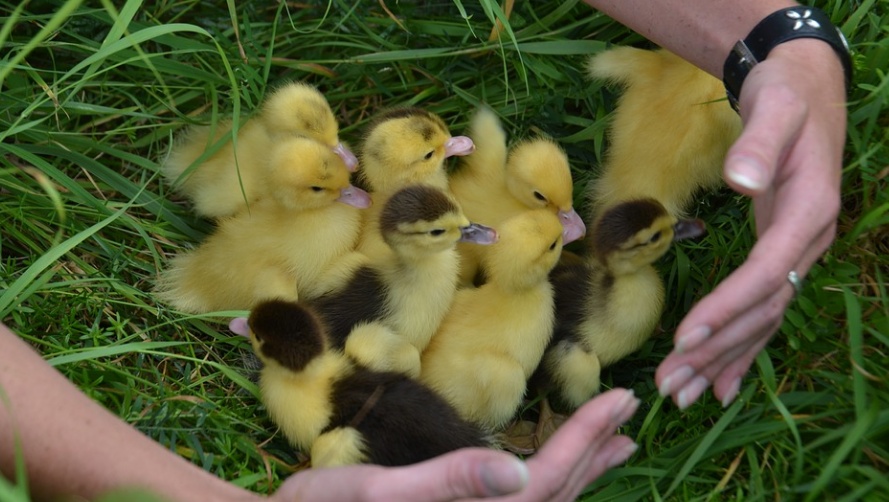 У жителя Марий Эл украли более двух десятков утят