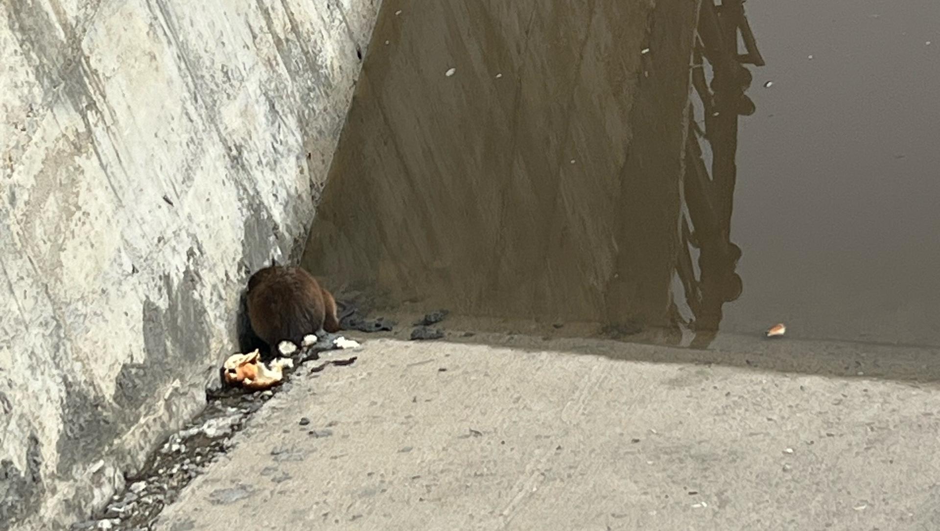 На набережной Йошкар-Олы подкармливают ондатр