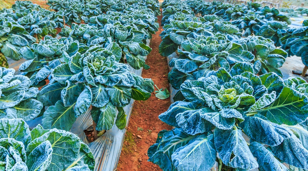 Заморозки в Марий Эл незначительно повлияли на сельскохозяйственные культуры
