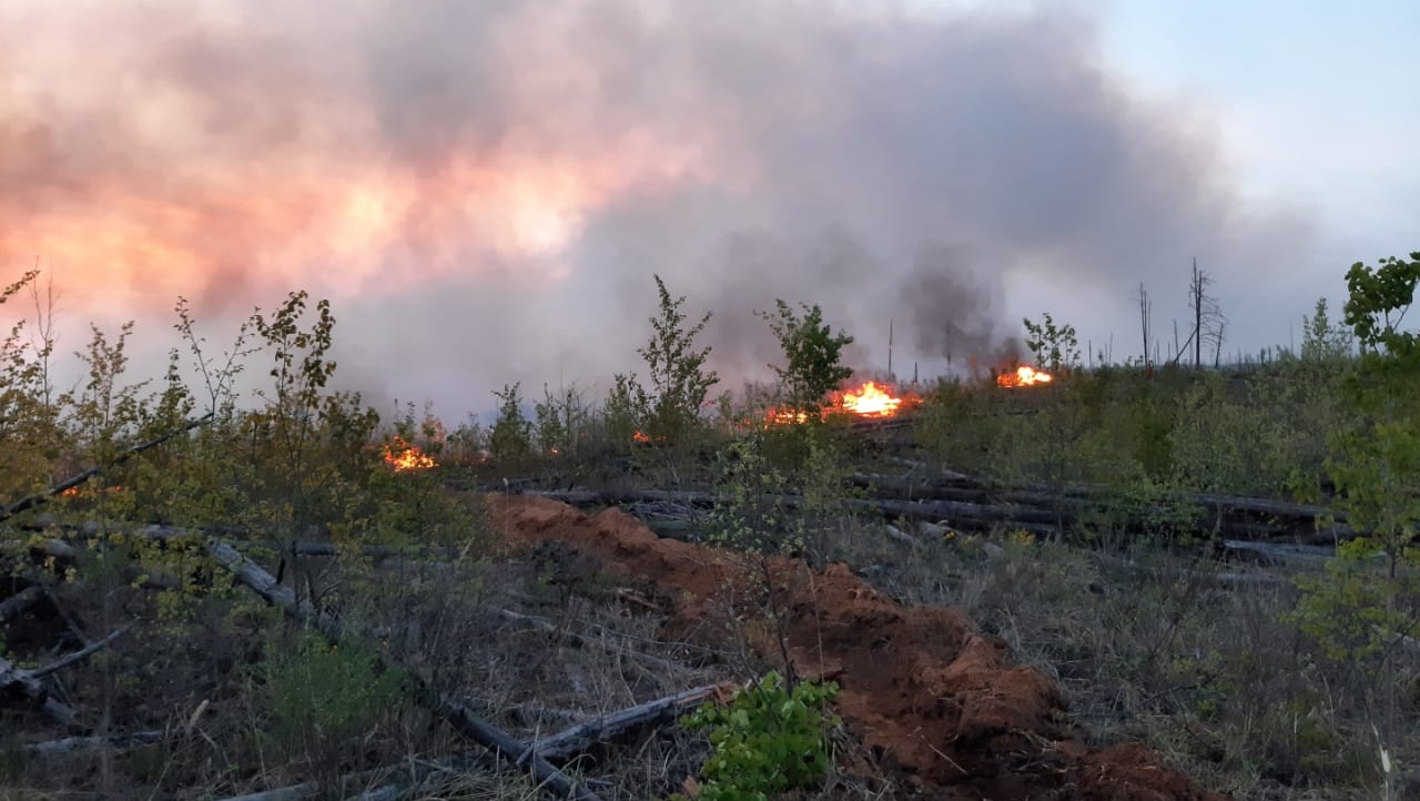 В Медведевском районе запрещено посещение лесов