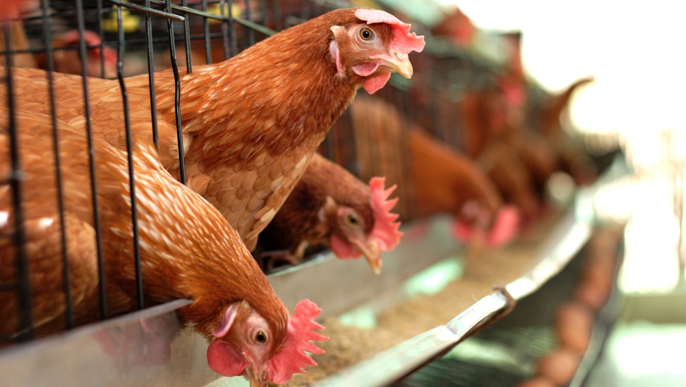 На одной из птицефабрик в Марий Эл массово погибли птицы