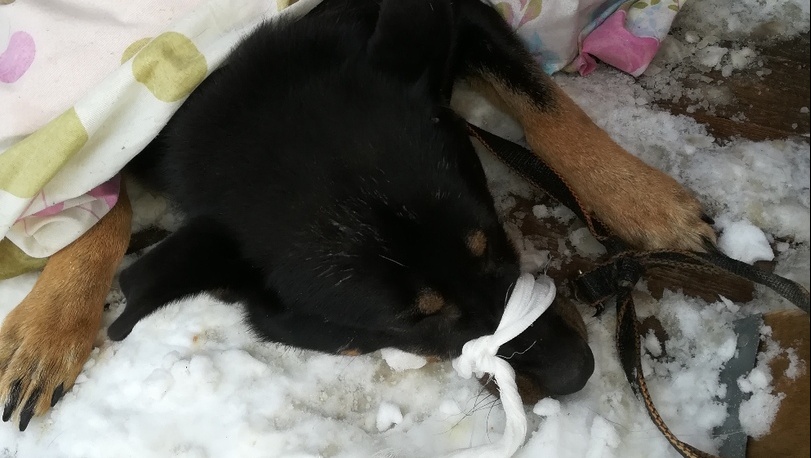 В Волжском районе спасли пса с вросшей верёвкой на шее 18+