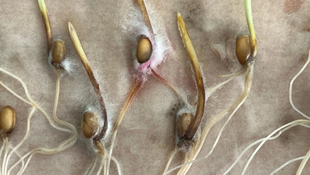 В Марий Эл высокая зараженность посевного материала грибными и бактериальными инфекциями