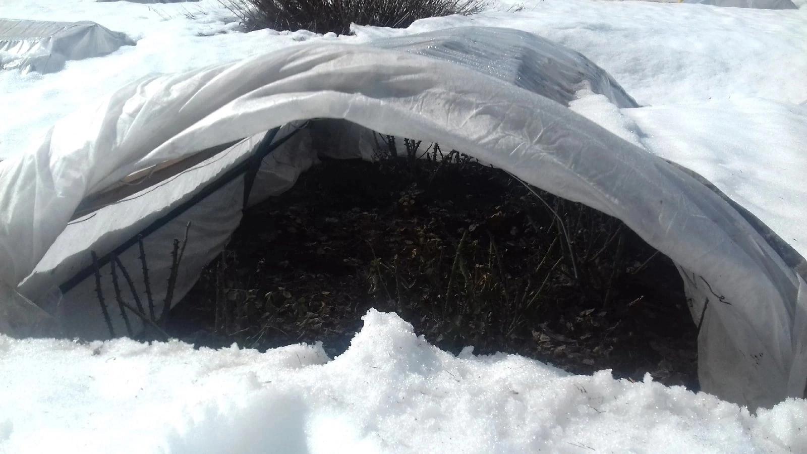 В Ботсаду Йошкар-Олы рекомендуют проветривать розы