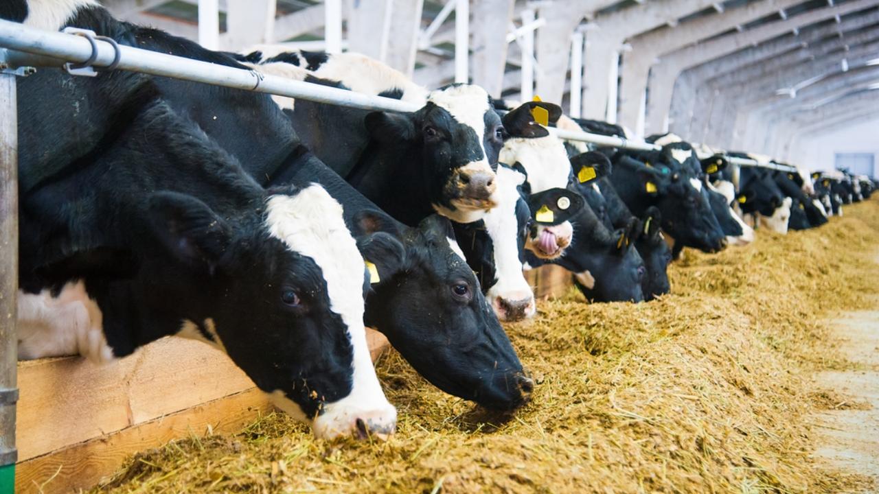 В Марий Эл в I квартале сократилось производство молока