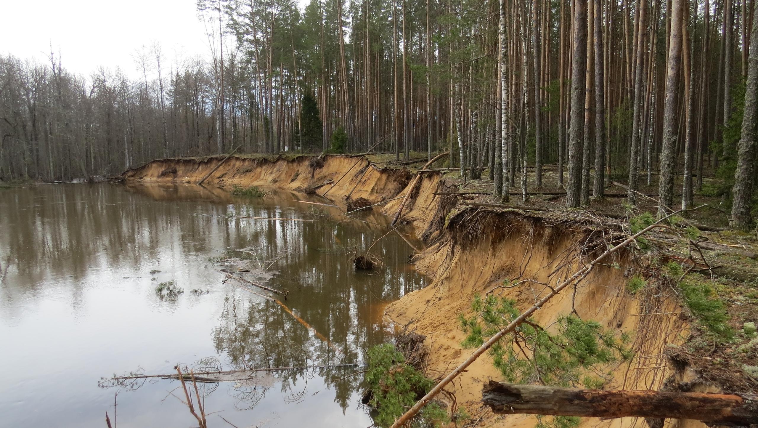 В заповеднике «Большая Кокшага» медведи активно обходят свои владения