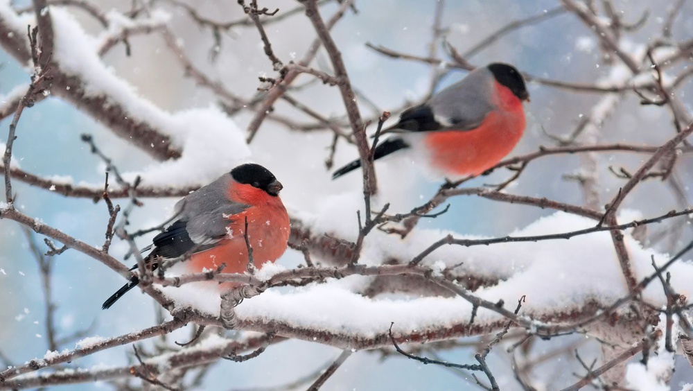 В последние выходные зимы в Марий Эл ожидается комфортная погода