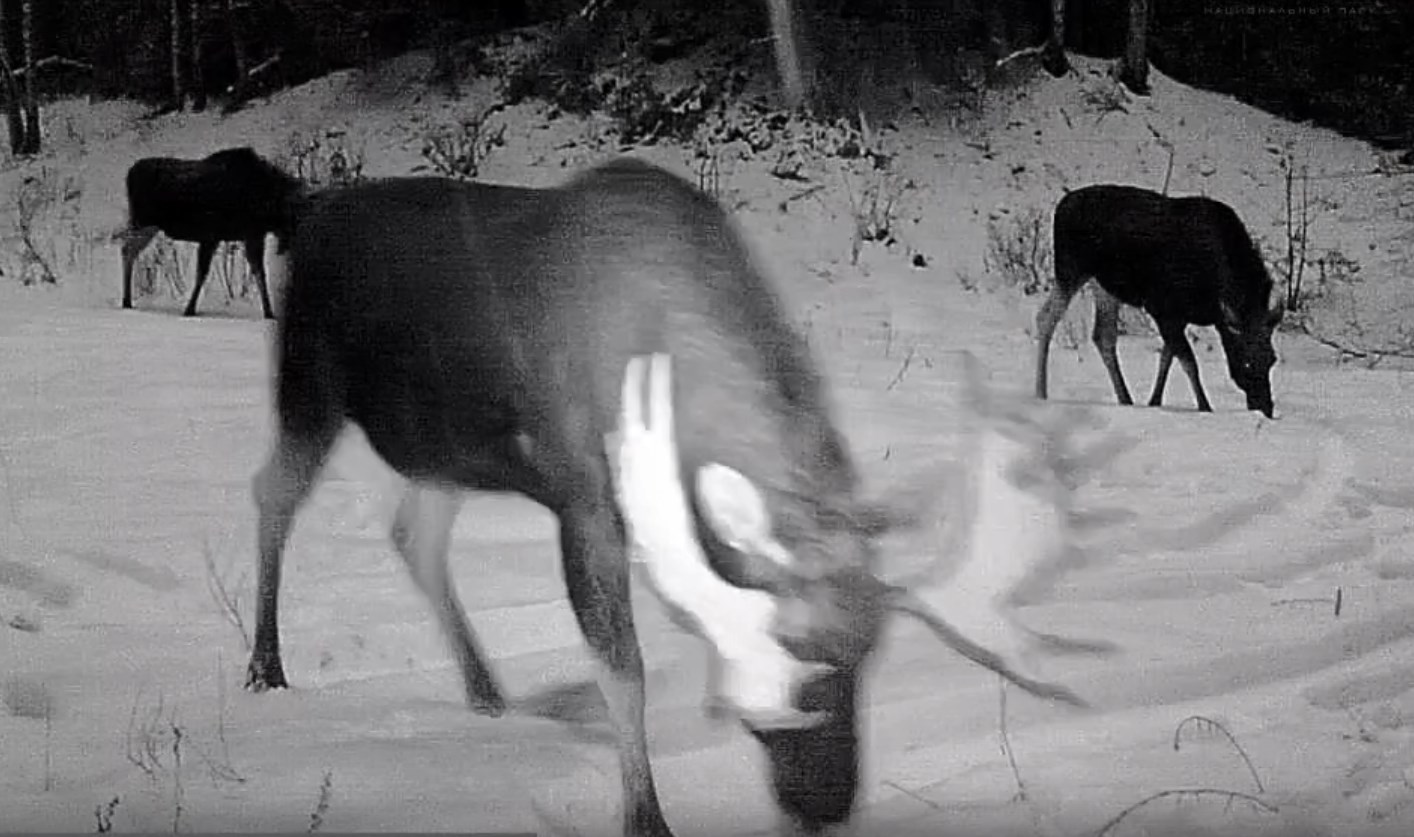 В лесах Марий Эл в фотоловушку угодила семья лосей