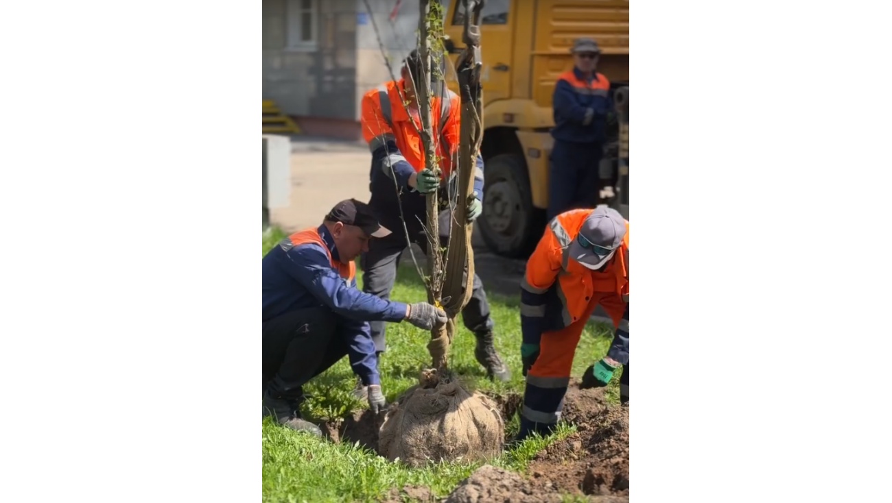 На проспекте Гагарина в Йошкар-Оле посадили 20 пирамидальных тополей