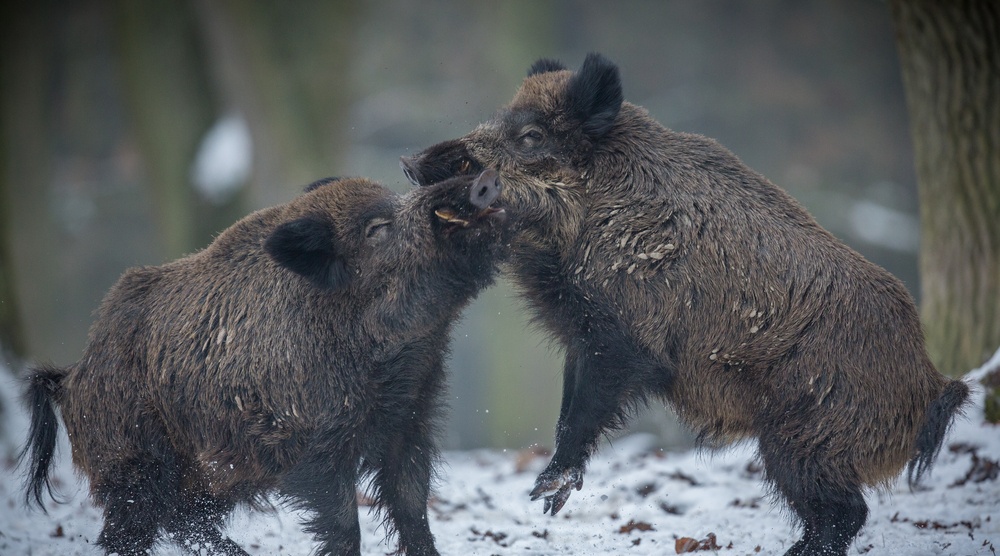 В Марий Эл на территории охотничьего хозяйства из-за АЧС запретили охоту