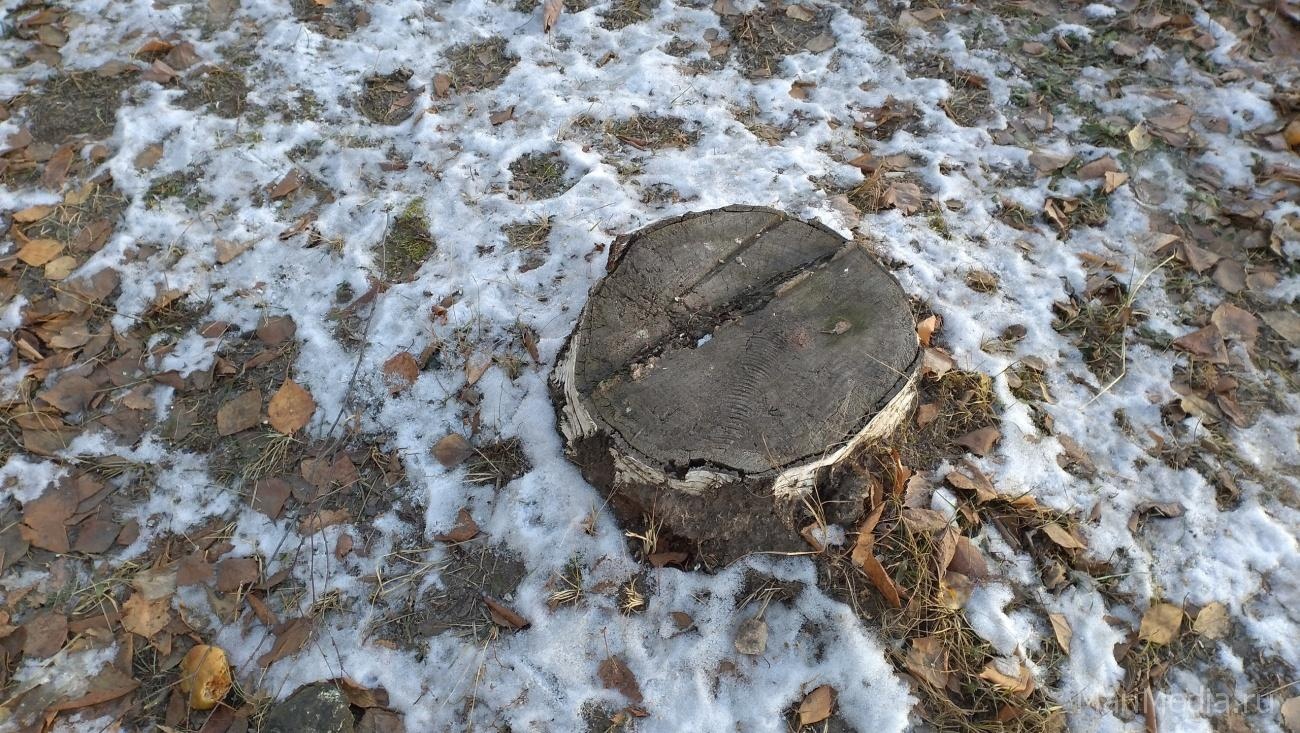 Сотрудники Комплексного центра помогли матери мобилизованного спилить деревья