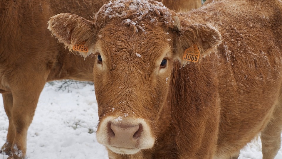 В Марий Эл домашний скот прививают от бешенства и сибирской язвы