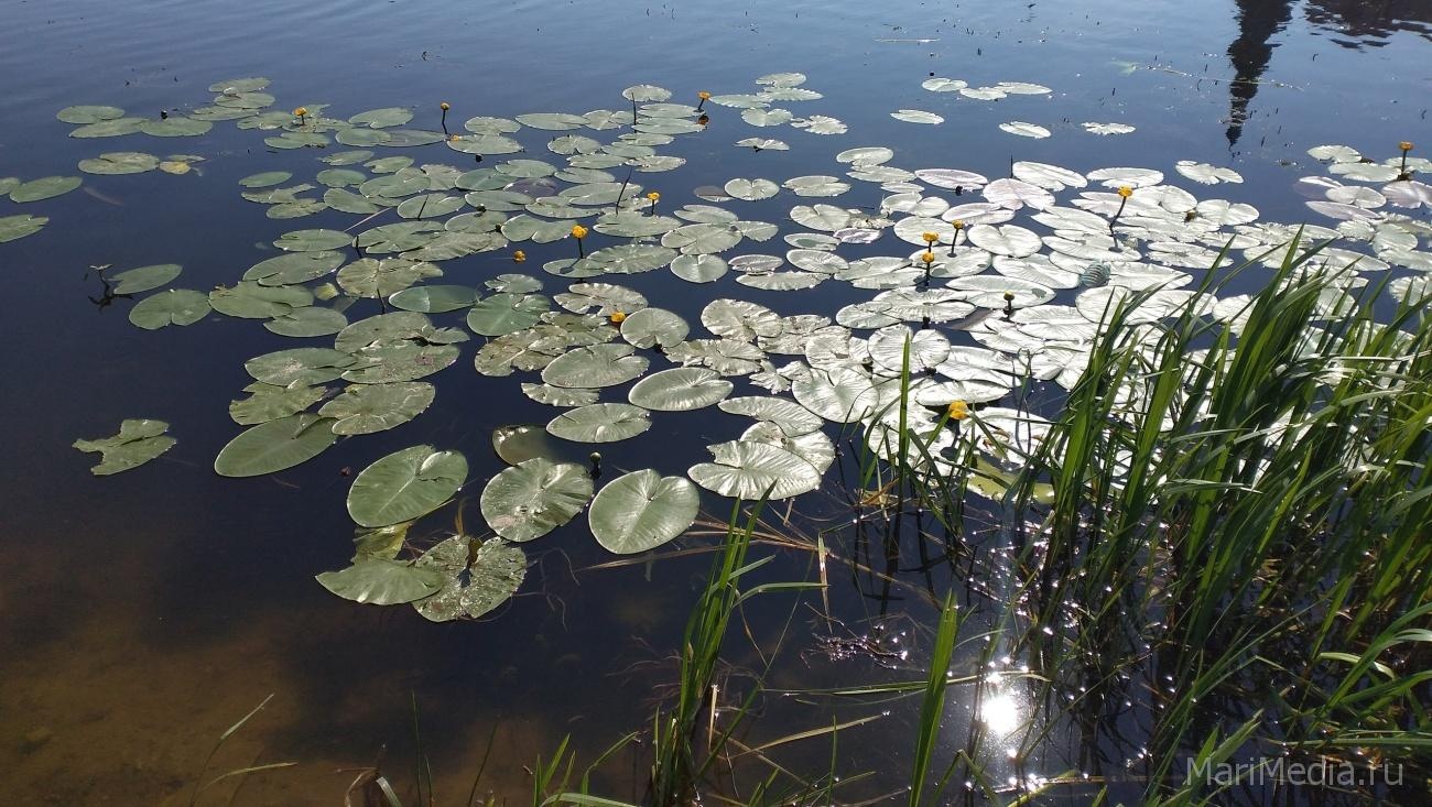 Август 2021 года может стать самым жарким за последние 30 лет