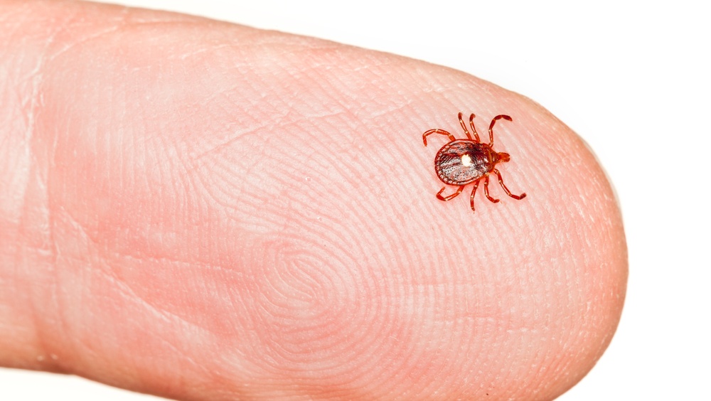 В Марий Эл два человека пострадали от энцефалитных клещей