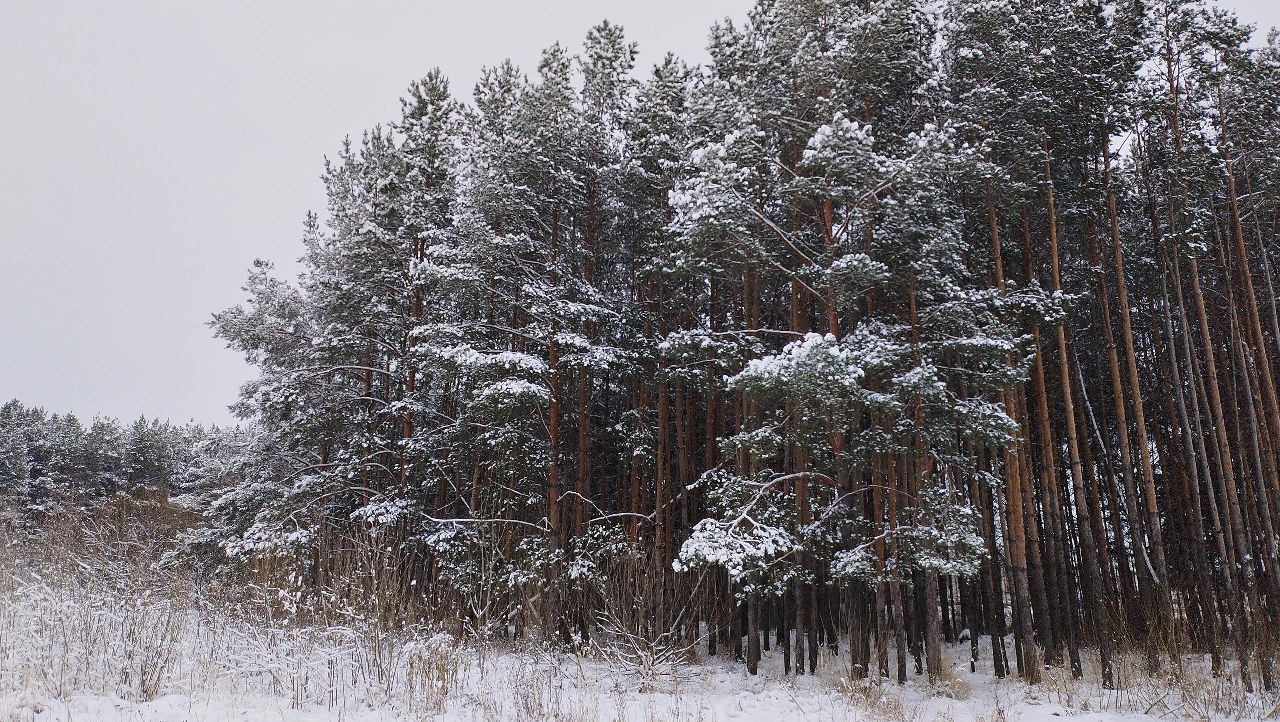 В выходные дни специалисты МАСС привлекались на поиск людей в лесу