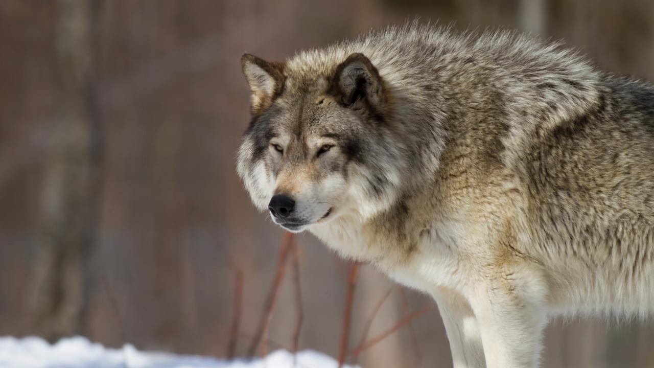 В Марий Эл у зверей начался свадебник