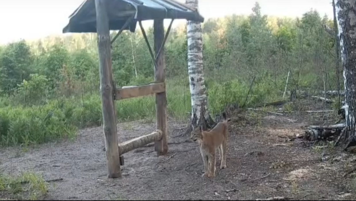 В Марий Эл рыси всё чаще стали попадать в фотоловушки