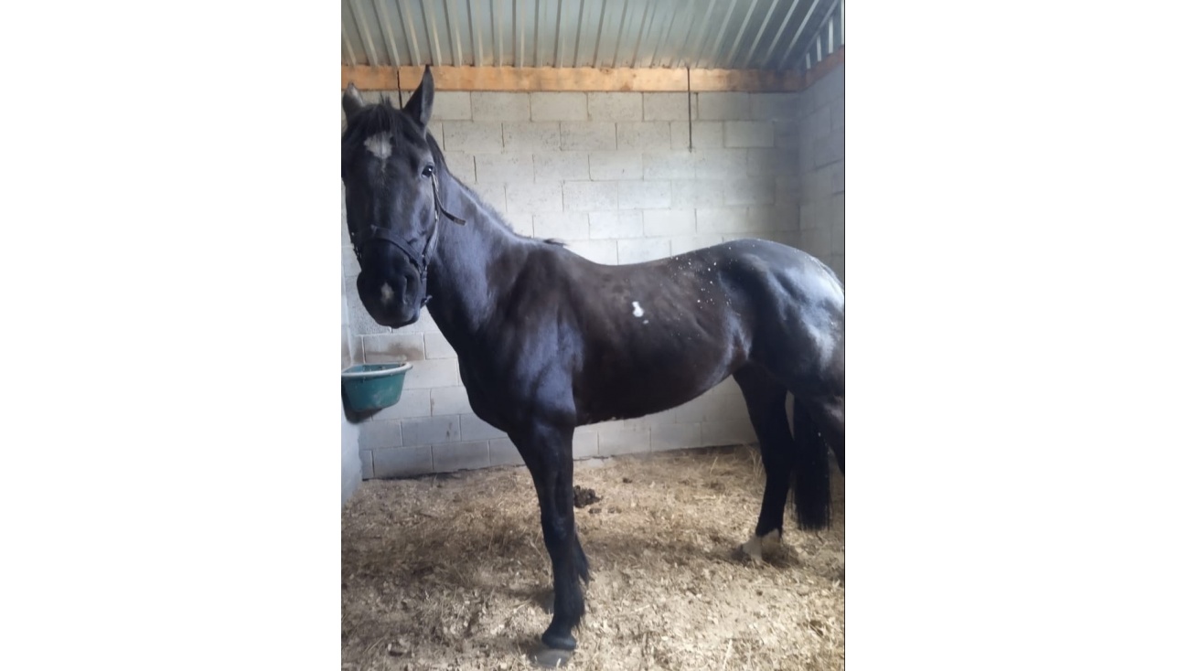 В Марий Эл привезли лошадь уникальной породы