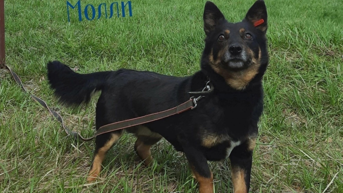 В Йошкар-Оле стартует благотворительный проект «Домой!»