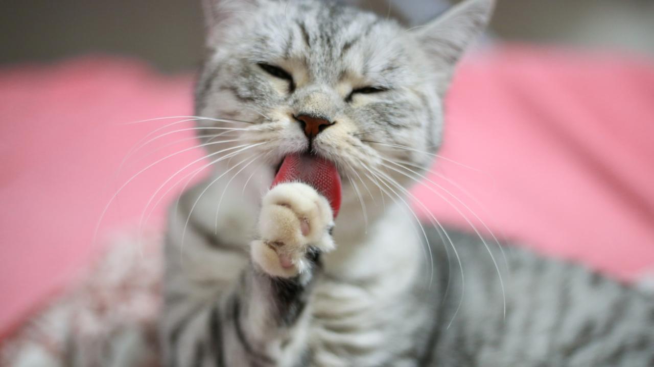 Чем можно заразиться от внешне здоровой кошки