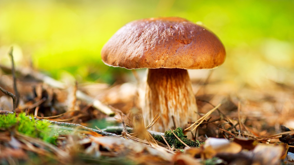 В лесу в Марий Эл искали трёх заблудившихся взрослых и двоих детей