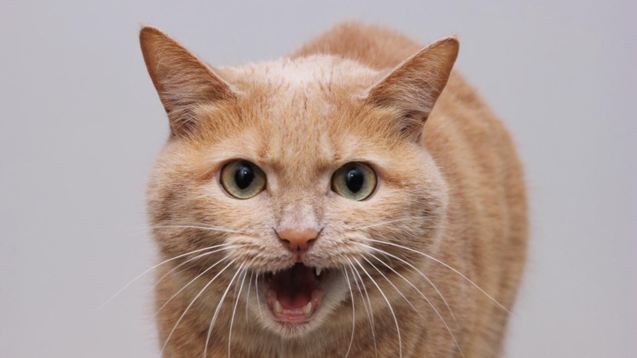 Женщина вместе с тюлью постирала в машинке и кота