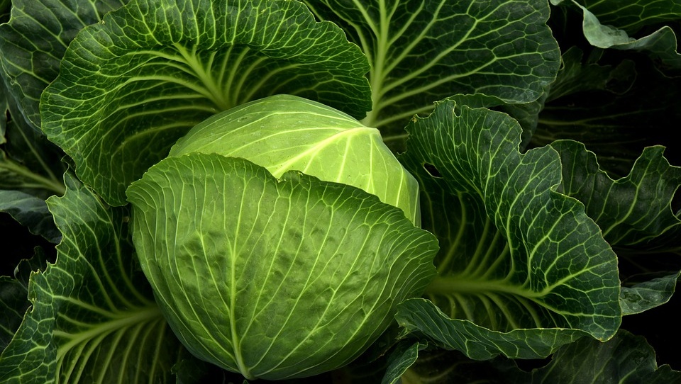 В Марий Эл в январе сильно подорожала капуста