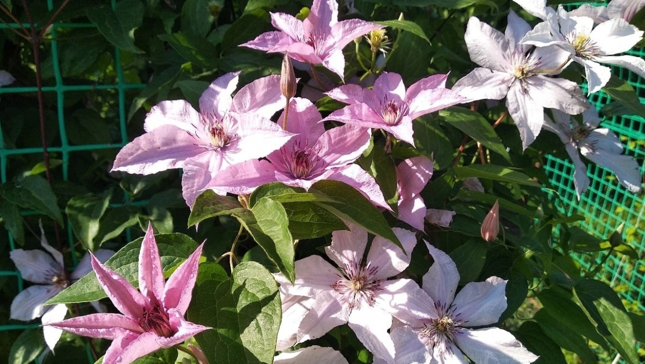 В Ботаническом саду Йошкар-Олы наблюдают цветение клематисов