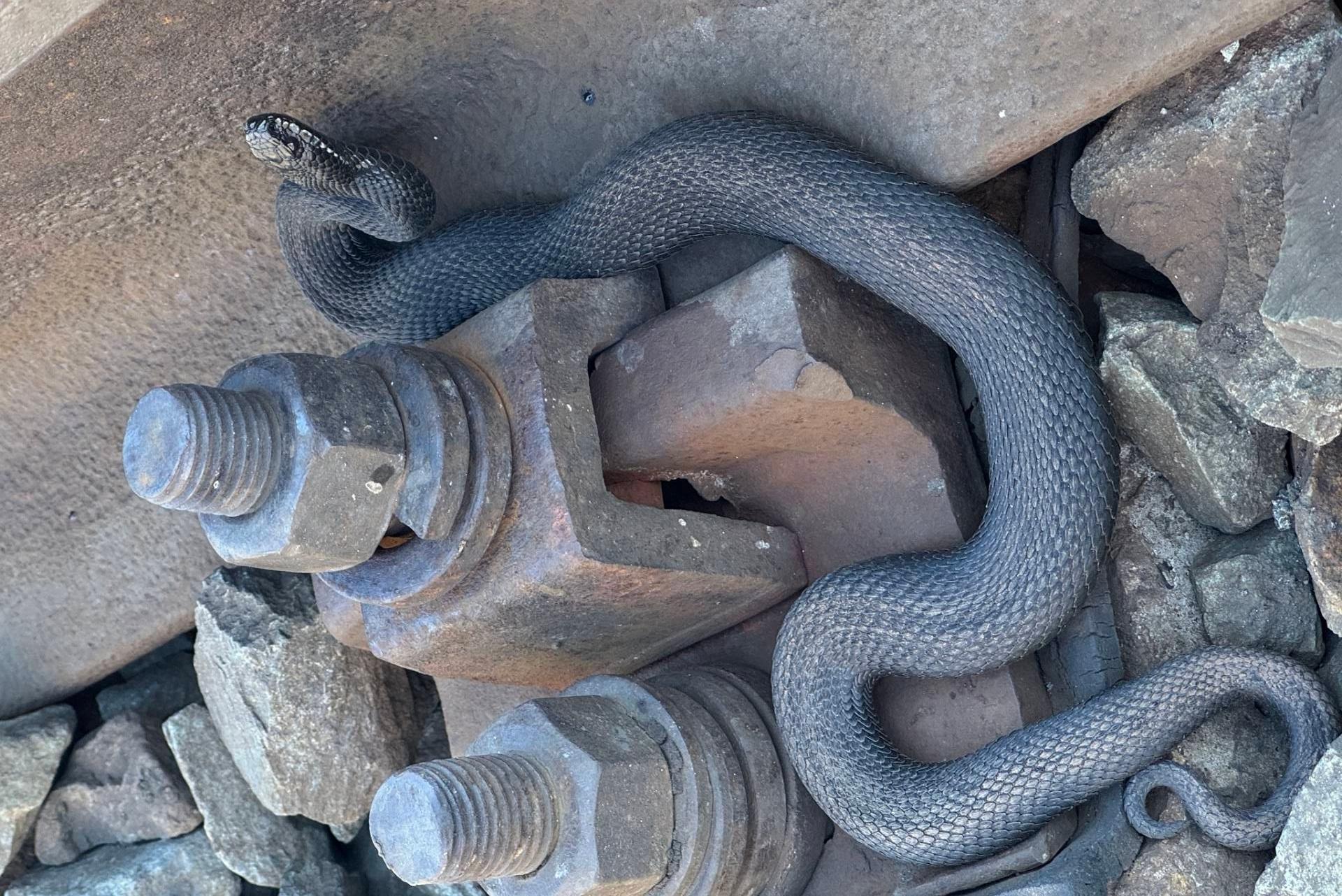 В Йошкар-Оле на железнодорожной насыпи греются гадюки