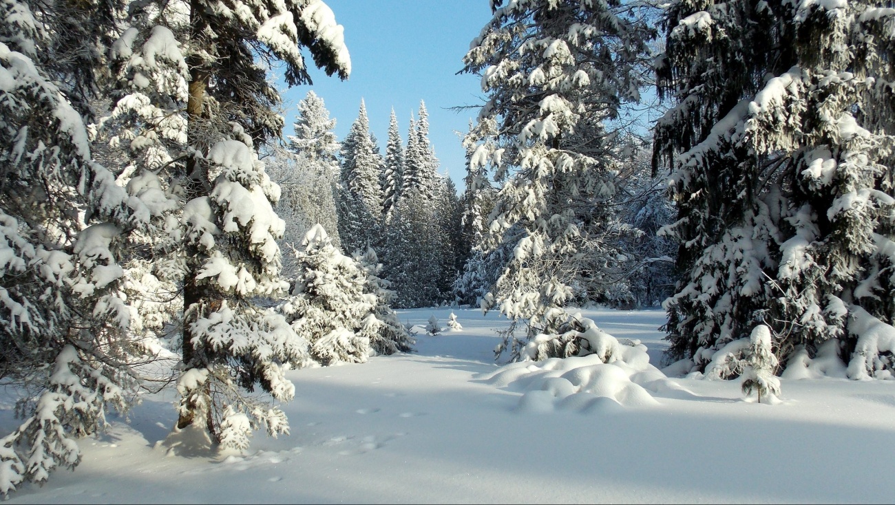 В Ботаническом саду в Йошкар-Оле началась охрана хвойных деревьев