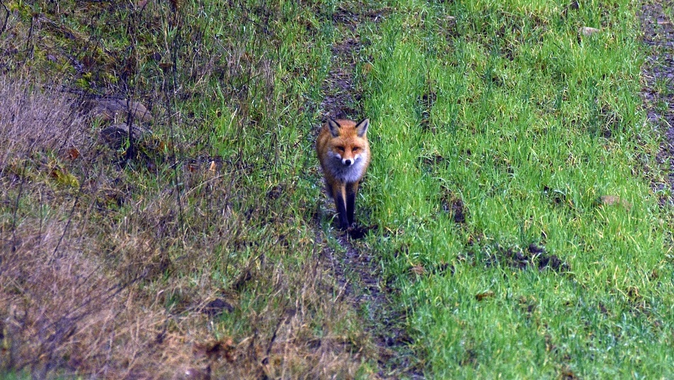 В Звениговском районе карантин по трихинеллезу животных длился год