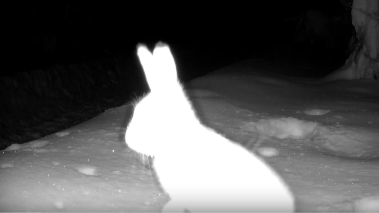 В марийском заповеднике заяц попал крупным планом в объектив фотоловушки