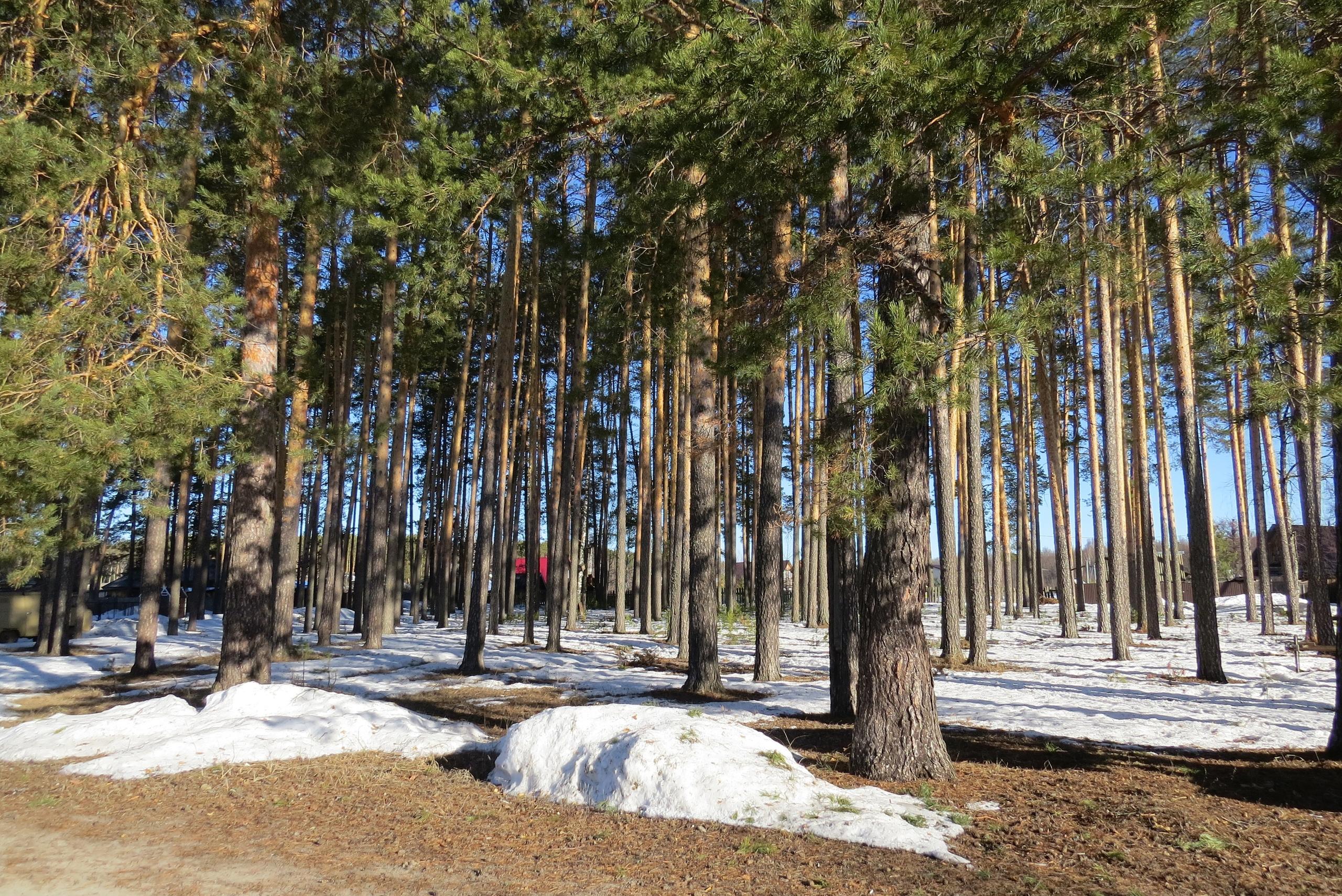 В Марий Эл в выходные дни воздух прогреется до +10ºС 