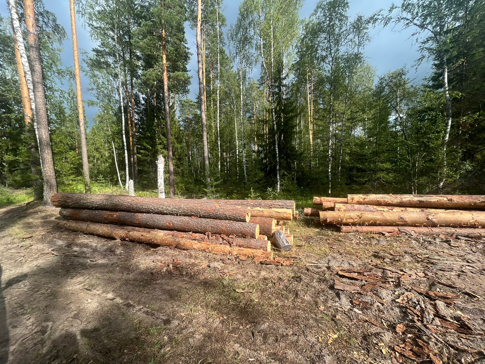 В Марий Эл чёрный лесоруб оштрафован на 1,4 млн рублей