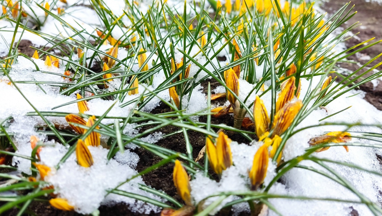 В Марий Эл холодная погода с дождём и снегом продержится до конца недели