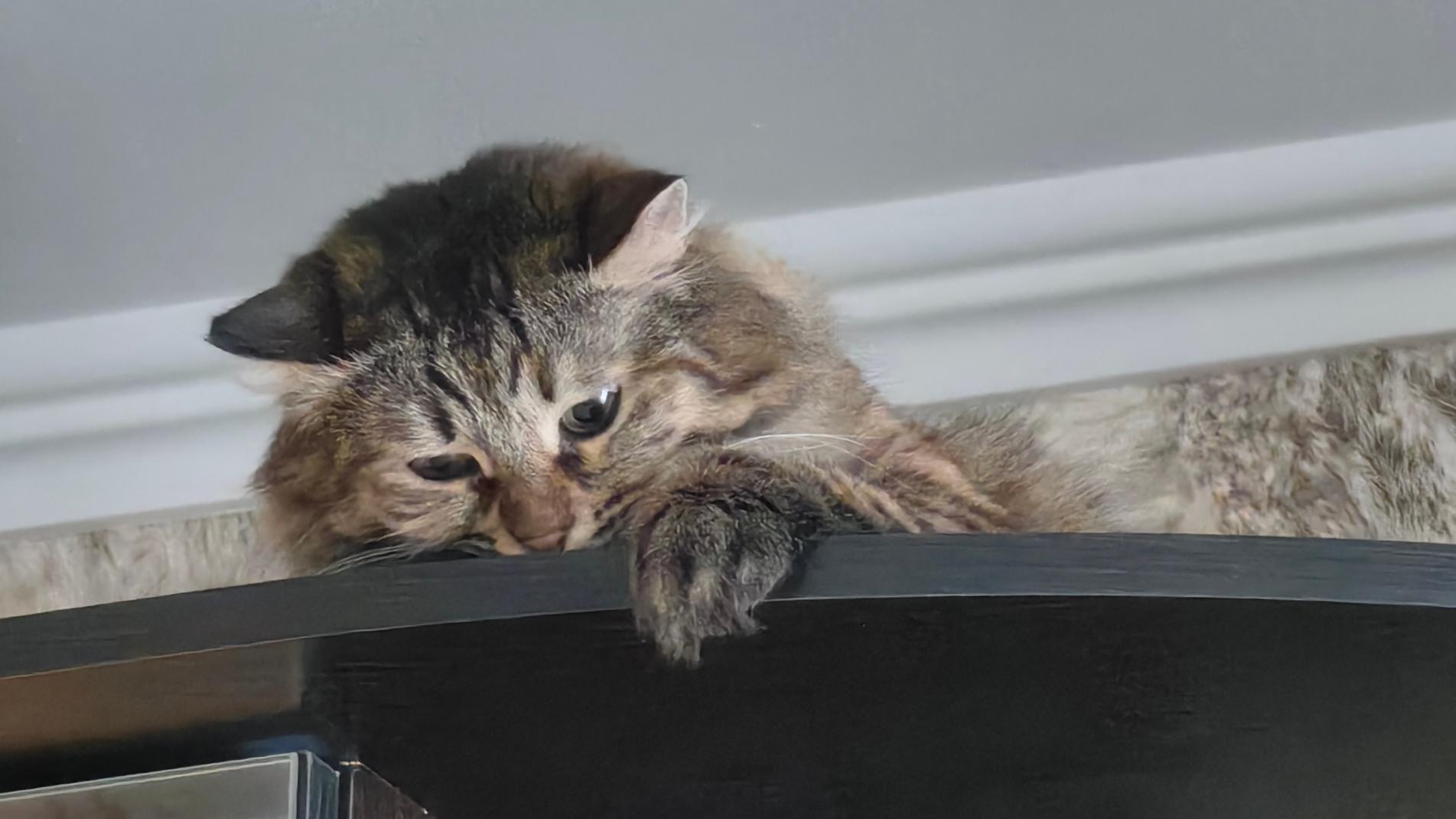 Сегодня жителям Марий Эл предлагают обратить внимание на домашних кошек