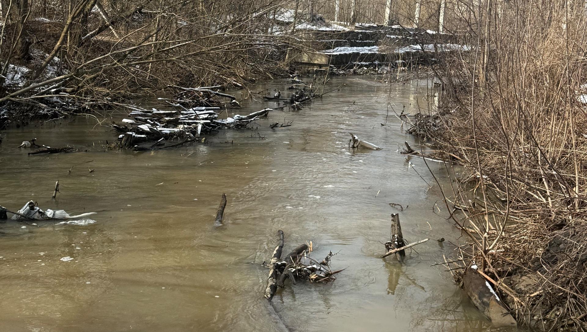В Семёновке бобры едва не подтопили придомовые участки