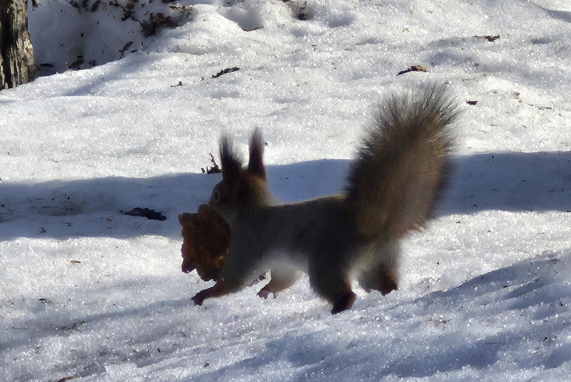 В Ботаническом саду Йошкар-Олы началось время большой беличьей охоты