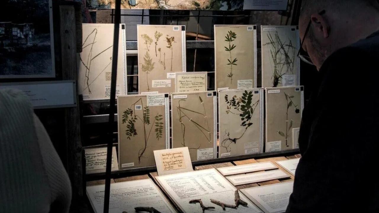 Выставку «Засушенному - верить» в Йошкар-Оле закроют кураторской экскурсией