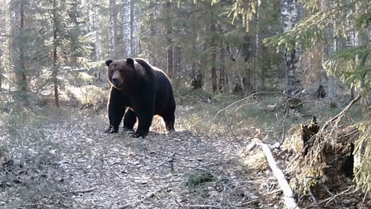 Камеры заповедника «Большая Кокшага» запечатлели хозяина леса