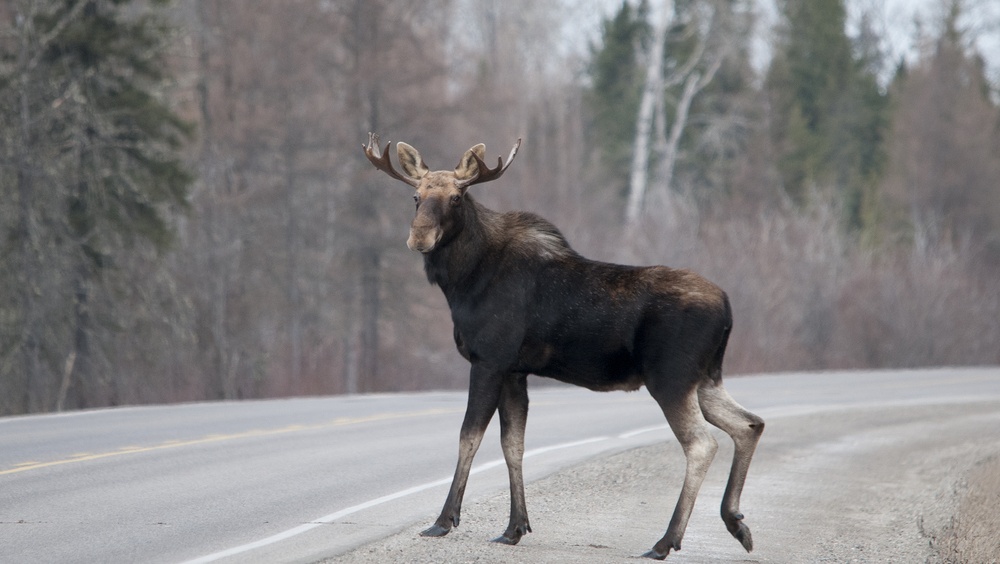 На 28 км автодороги «Йошкар-Ола – Козьмодемьянск» был сбит лось, водитель — скрылся